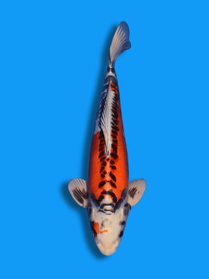 Doitsu Kujaku | Koi&Co.